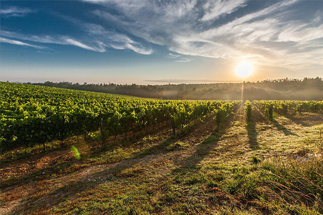 generador de agricultura